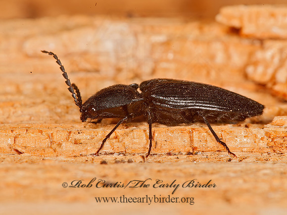 Hemicrepidius  CLICK BEETLE 8037082z