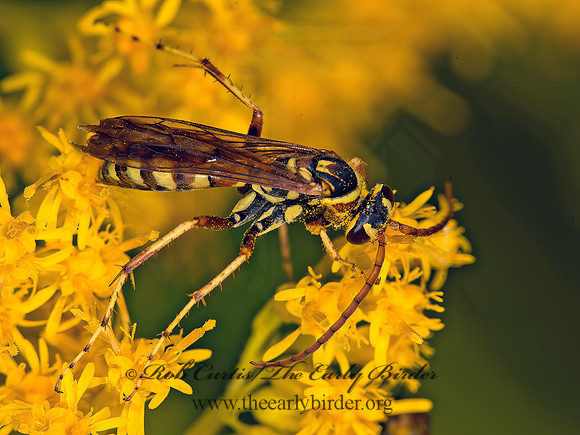Poecilopompilus interruptus  STRIPED SPIDER WASP 9053330z
