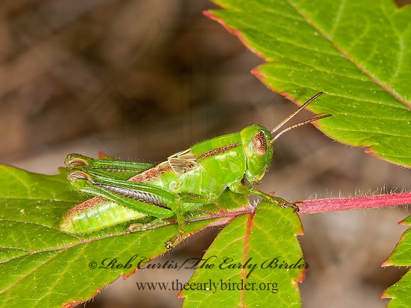 Melanoplus bivittatus femoratus  2-STRIPED GRASSHOPPER 3013692z