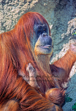 Pongo pygmaeus  ORANGUTAN 126316z