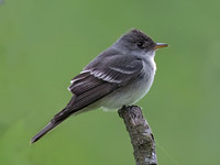 Empidonax TRAILL'S FLYCATCHER 9077224z