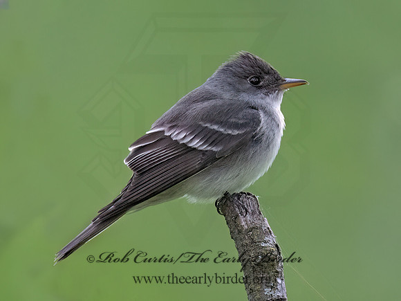 Empidonax TRAILL'S FLYCATCHER 9077224z