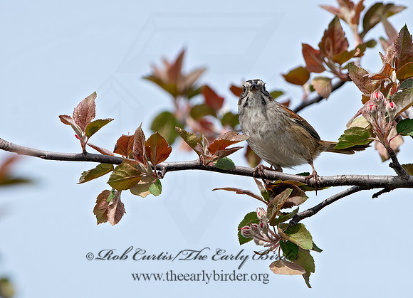 Melospiza georgiana  SWAMP SPARROW 9042968z