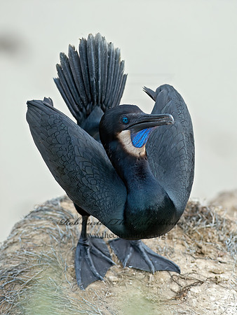 Urile pencillatus  BRANDT'S CORMORANT 9055817z
