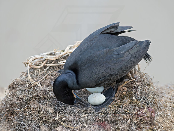 Urile pencillatus  BRANDT'S CORMORANT 9055809z