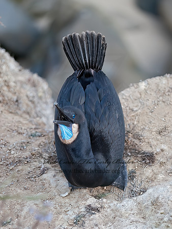 Urile pencillatus  BRANDT'S CORMORANT 8036376z