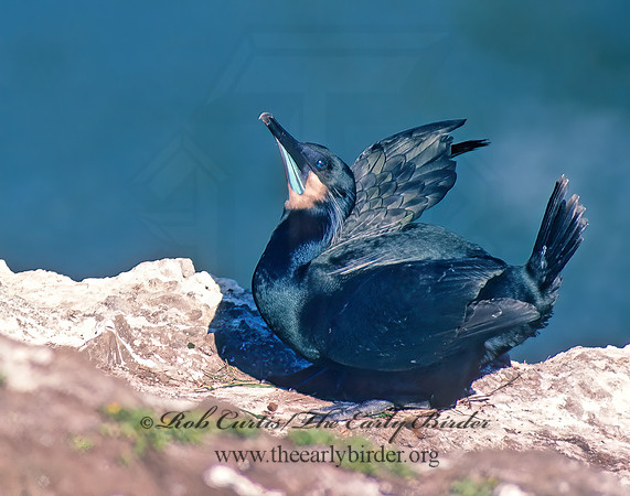 Urile pencillatus  BRANDT'S CORMORANT 131505z