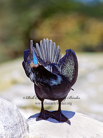Urile pencillatus  BRANDT'S CORMORANT 125120z
