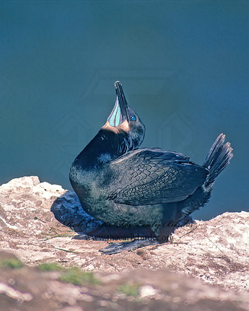 Urile pencillatus  BRANDT'S CORMORANT 131513z