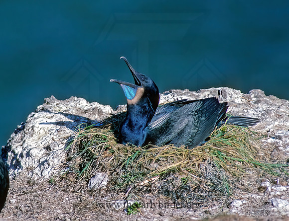Urile pencillatus  BRANDT'S CORMORANT 131430z