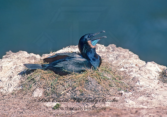 Urile pencillatus  BRANDT'S CORMORANT 131525z