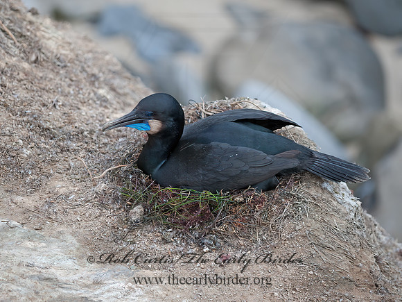 Urile pencillatus  BRANDT'S CORMORANT 8036292z