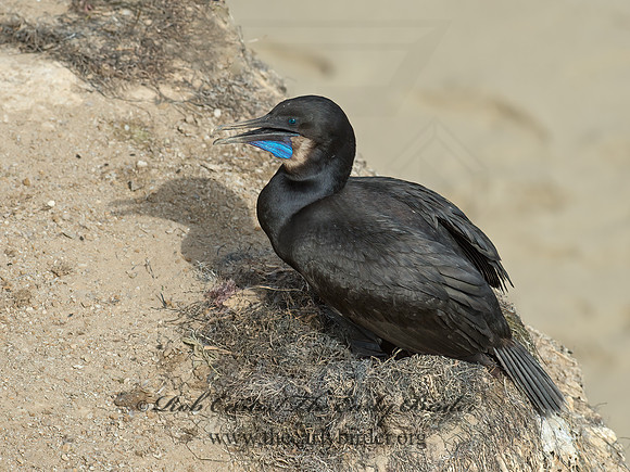 Urile pencillatus  BRANDT'S CORMORANT 9055596z