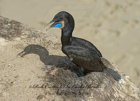 Urile pencillatus  BRANDT'S CORMORANT 9055599z