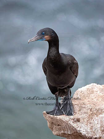 Urile pencillatus  BRANDT'S CORMORANT 8036283z