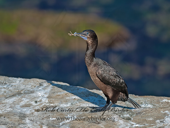 Urile pencillatus  BRANDT'S CORMORANT 8036188z