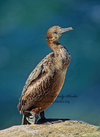 Urile pencillatus  BRANDT'S CORMORANT 123421z