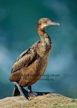 Urile pencillatus  BRANDT'S CORMORANT 123420z