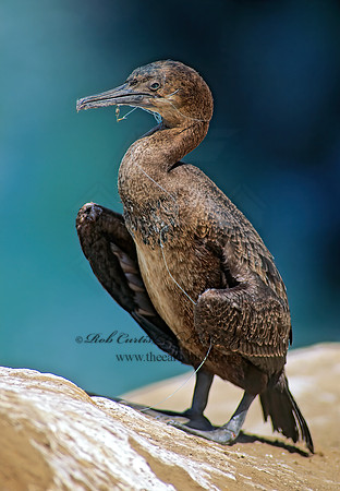 Urile pencillatus  BRANDT'S CORMORANT 123219z