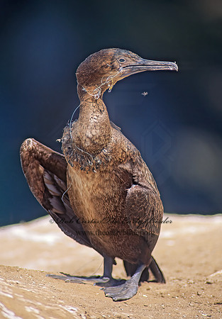 Urile pencillatus  BRANDT'S CORMORANT 123216z