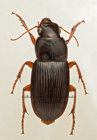 Harpalus (Pseudoophonus) compar 9019414z