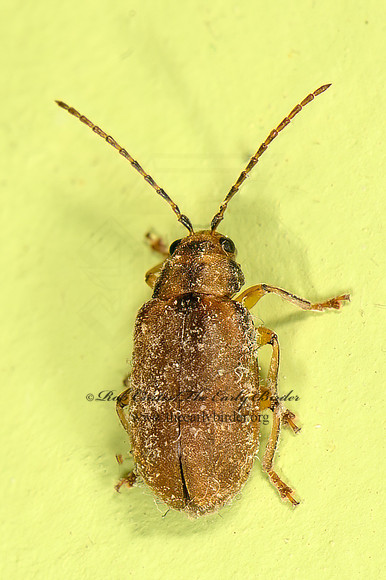 Ophraella  GLAERUCINI LEAF BEETLE 9066588z