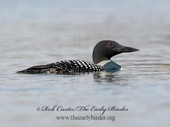 Gavia immer  COMMON LOON 9067890z