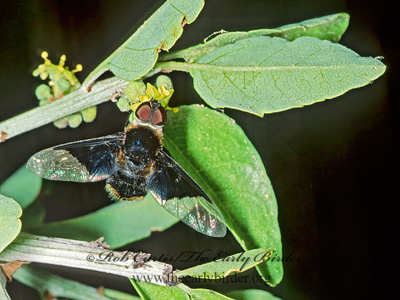 Hemipenthes celeris  VILIINI BEE FLY 53312z