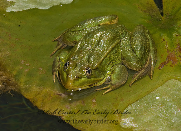 Lithobates chiricahuensis  CHIRICAHUA LEOPARD FROG 6026735 z