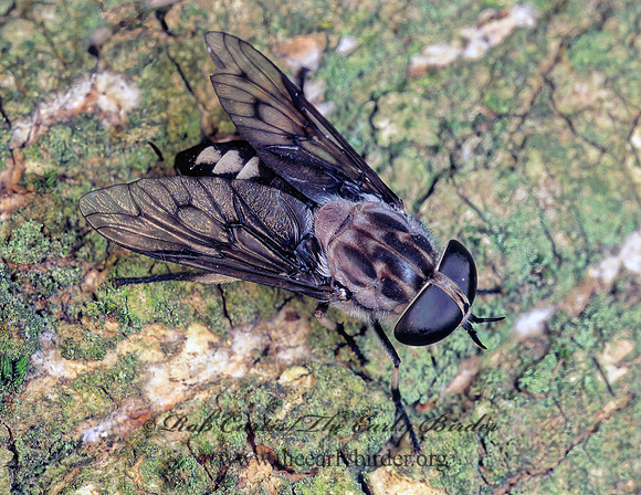 Tabanus trimaculatus  HORSE FLY 174931z