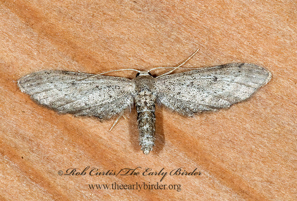 Euacidalia brownsvillea~  STERRHINI GEOMETRID MOTH 6023907z