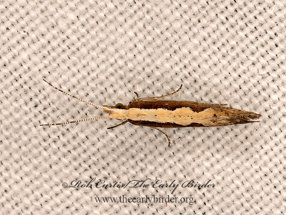 Plutella xylostella  DIAMONBACK MOTH 3021860z