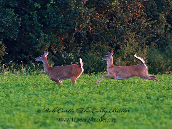Odocoileus virginianus  WHITE-TAILED DEER  8023203z