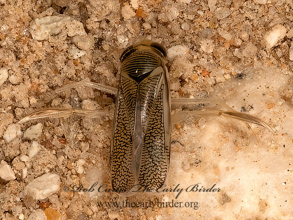 Trichocorixa t1  WATER BOATMAN 3032014z