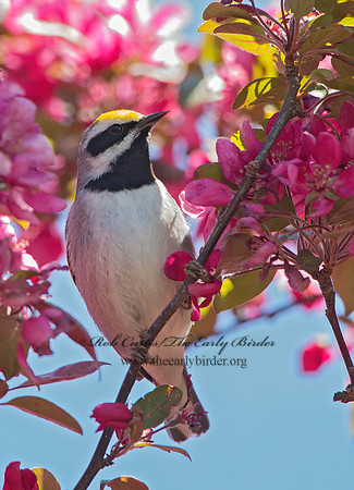 Vermivora chyrsoptera  GOLDEN-WINGED WARBLER 9030010z