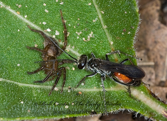 Anoplius semirufus  SPIDER WASP 6011988z