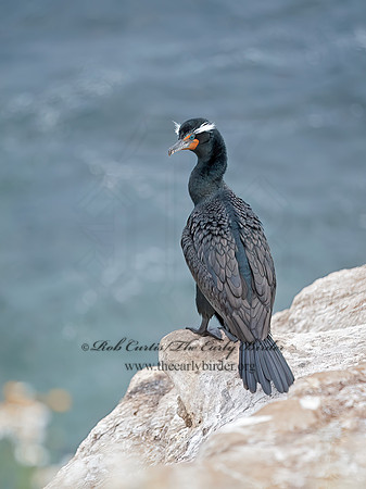 Annopterum auritum  DOUBLE-CRESTED CORMORANT 8036371z