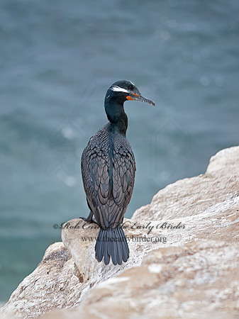 Annopterum auritum  DOUBLE-CRESTED CORMORANT 8036368z