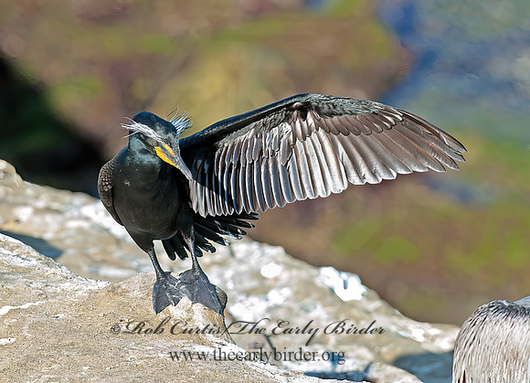 Annopterum auritum  DOUBLE-CRESTED CORMORANT 8036184z
