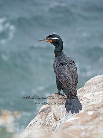 Annopterum auritum  DOUBLE-CRESTED CORMORANT 8036373z