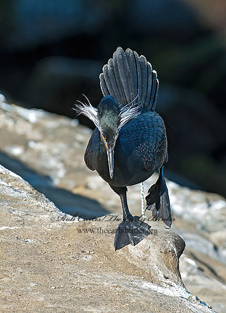 Annopterum auritum  DOUBLE-CRESTED CORMORANT 8036182z