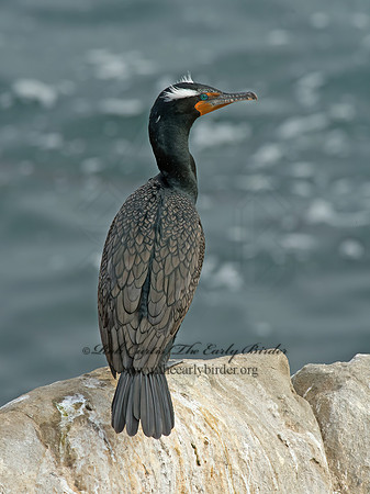 Annopterum auritum  DOUBLE-CRESTED CORMORANT 9056146z