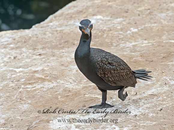 Annopterum auritum  DOUBLE-CRESTED CORMORANT 9056138z