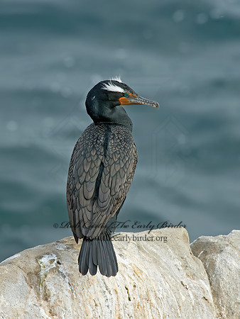 Annopterum auritum  DOUBLE-CRESTED CORMORANT 9056142z