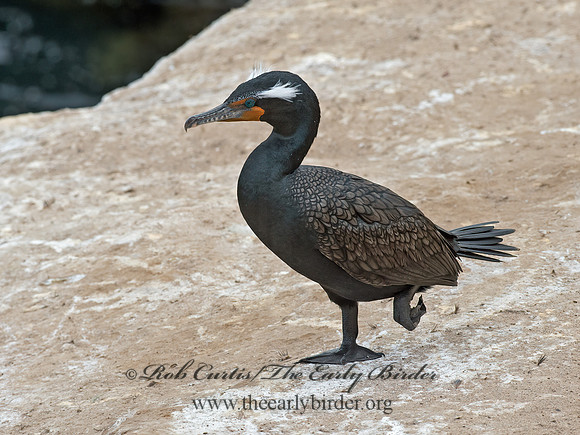 Annopterum auritum  DOUBLE-CRESTED CORMORANT 9056137z