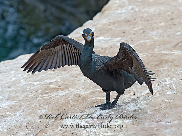 Annopterum auritum  DOUBLE-CRESTED CORMORANT 9056118z