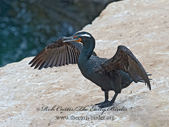 Annopterum auritum  DOUBLE-CRESTED CORMORANT 9056117z