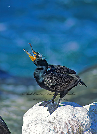 Annopterum auritum  DOUBLE-CRESTED CORMORANT 123403z