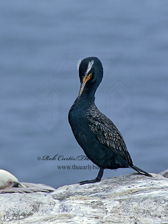 Annopterum auritum  DOUBLE-CRESTED CORMORANT 107432z