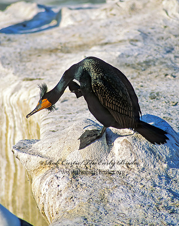 Annopterum auritum  DOUBLE-CRESTED CORMORANT 123426z